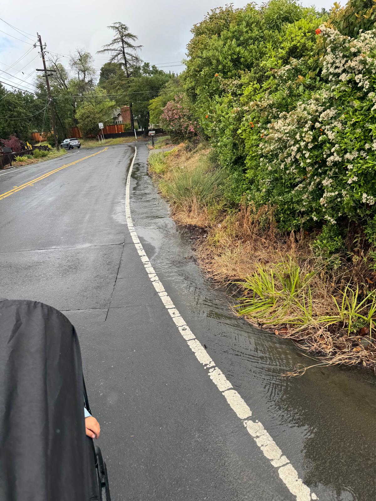 A residential street with no sidewalk - a white fog line at the pavement edge runs alongside overgrown shrubs, with a stroller visible at the edge of the road